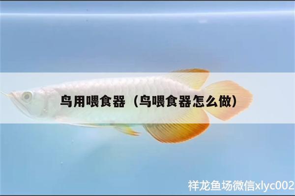 鳥用喂食器（鳥喂食器怎么做）