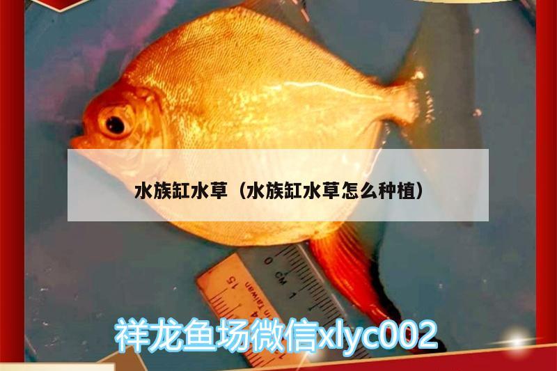 水族缸水草（水族缸水草怎么種植） 水草