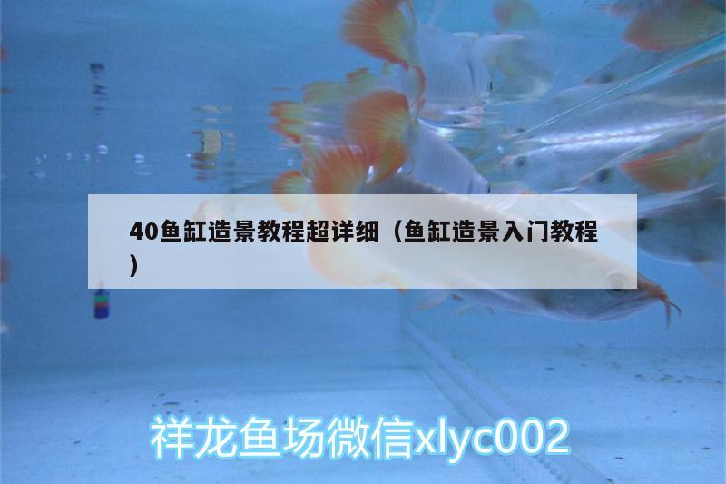 40魚缸造景教程超詳細（魚缸造景入門教程） 印尼虎苗 第2張