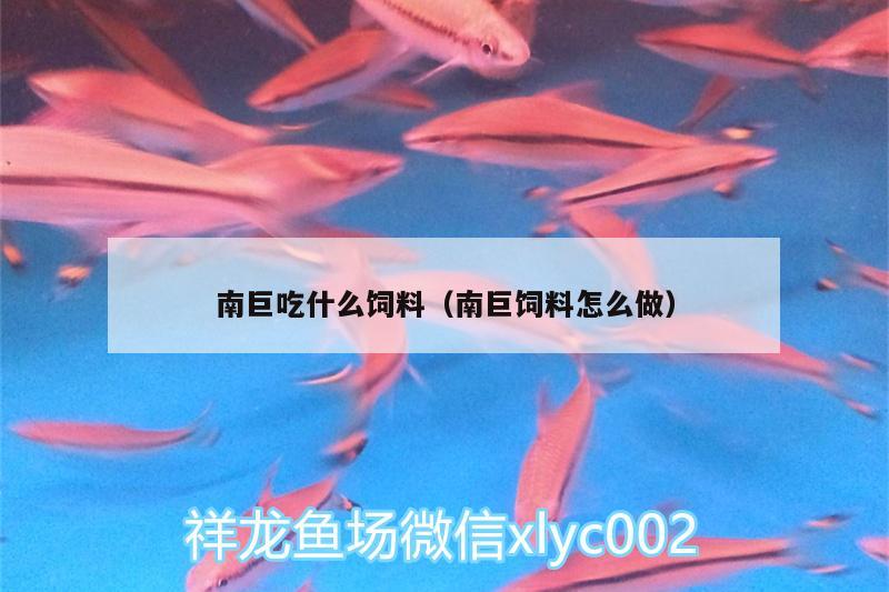 南巨吃什么飼料（南巨飼料怎么做） 埃及神仙魚 第2張