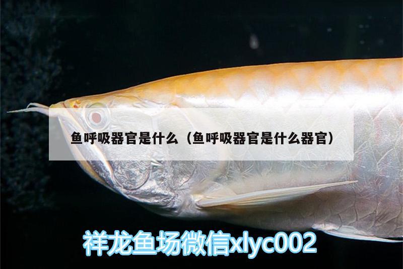 魚呼吸器官是什么（魚呼吸器官是什么器官） 印尼小紅龍 第2張