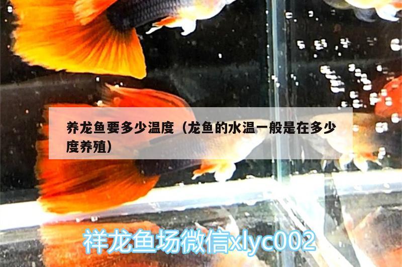 養(yǎng)龍魚要多少溫度（龍魚的水溫一般是在多少度養(yǎng)殖）