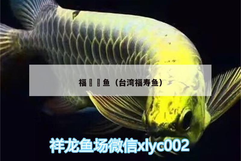 福魟魟魚(yú)（臺(tái)灣福壽魚(yú)）