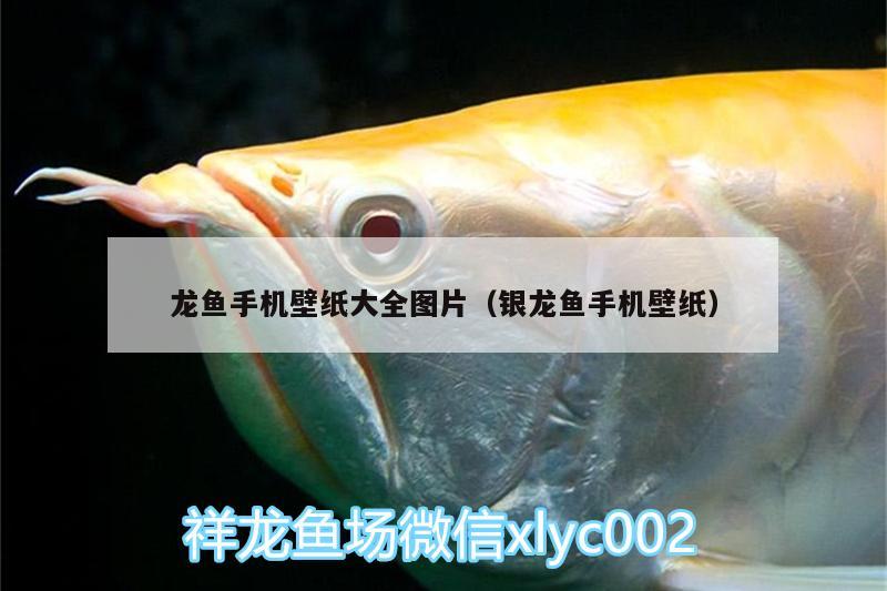 龍魚(yú)手機(jī)壁紙大全圖片（銀龍魚(yú)手機(jī)壁紙）