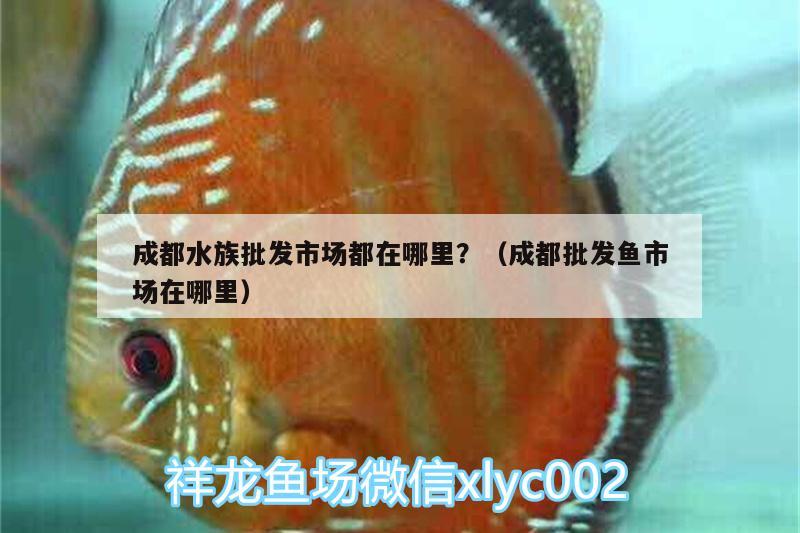 成都水族批發(fā)市場都在哪里？（成都批發(fā)魚市場在哪里） 觀賞魚水族批發(fā)市場 第3張