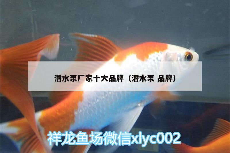 潛水泵廠家十大品牌（潛水泵品牌） 粗線銀版魚苗 第1張