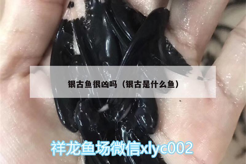 銀古魚很兇嗎（銀古是什么魚） 龍魚專用燈 第2張