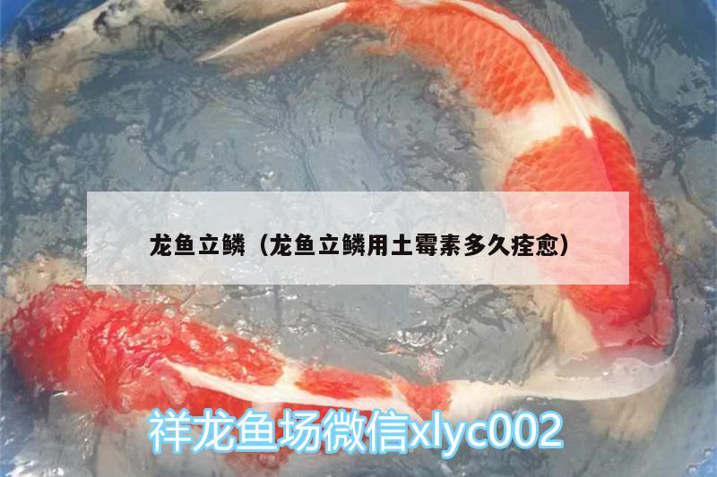 龍魚立鱗（龍魚立鱗用土霉素多久痊愈） 名貴錦鯉魚 第3張