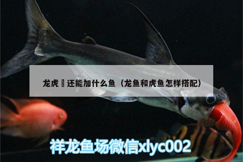 龍虎魟還能加什么魚（龍魚和虎魚怎樣搭配）