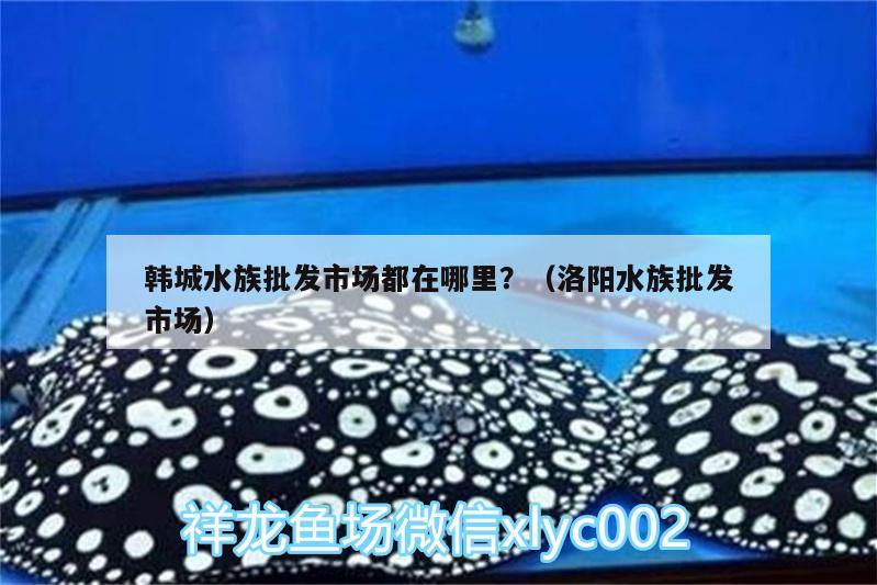 韓城水族批發(fā)市場(chǎng)都在哪里？（洛陽水族批發(fā)市場(chǎng)） 觀賞魚水族批發(fā)市場(chǎng) 第2張