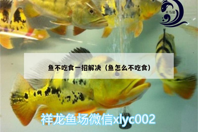 魚(yú)不吃食一招解決（魚(yú)怎么不吃食） 錦鯉池魚(yú)池建設(shè) 第3張