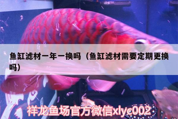 魚缸濾材一年一換嗎（魚缸濾材需要定期更換嗎）