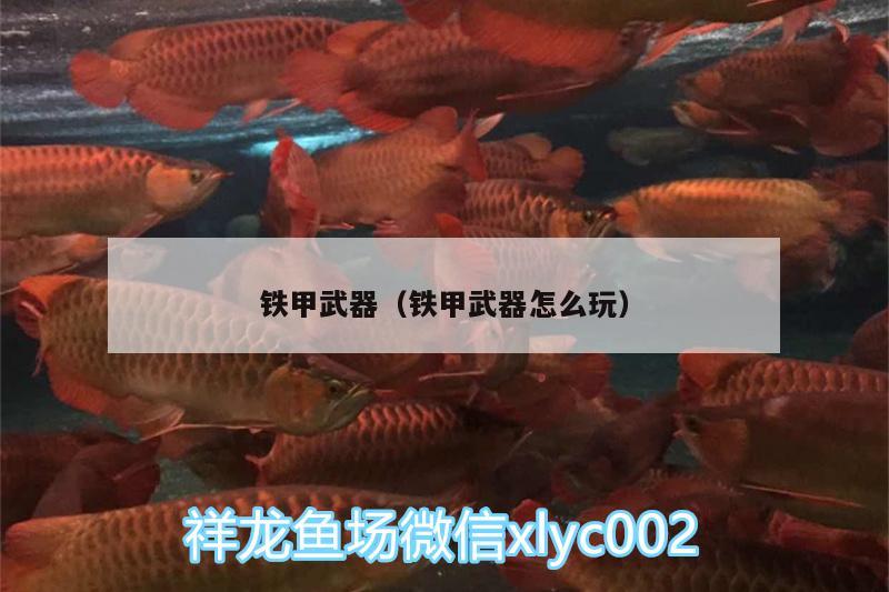 鐵甲武器（鐵甲武器怎么玩） 高背金龍魚 第1張