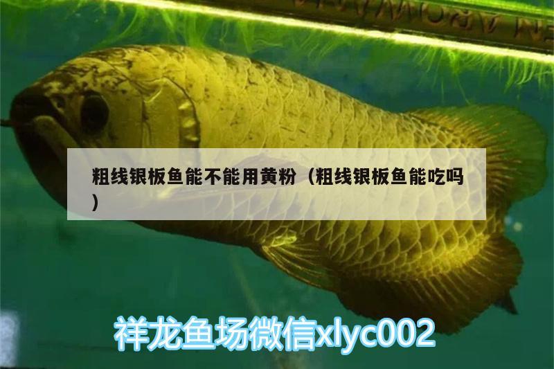 粗線銀板魚能不能用黃粉（粗線銀板魚能吃嗎） 帝王三間魚 第1張