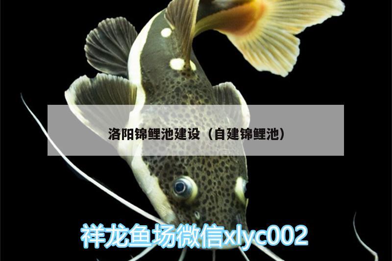 洛陽錦鯉池建設(shè)（自建錦鯉池） 胭脂孔雀龍魚