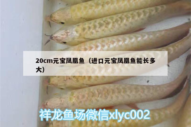 20cm元寶鳳凰魚（進口元寶鳳凰魚能長多大）