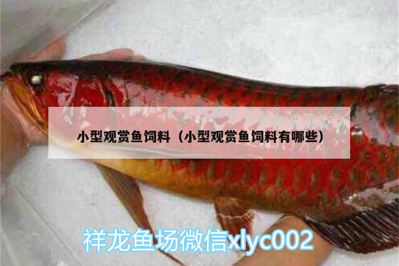 小型觀賞魚飼料（小型觀賞魚飼料有哪些）