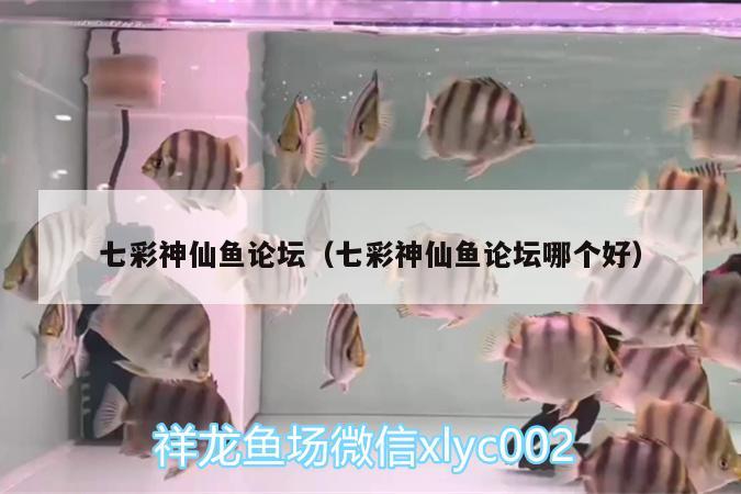 七彩神仙魚(yú)論壇（七彩神仙魚(yú)論壇哪個(gè)好）