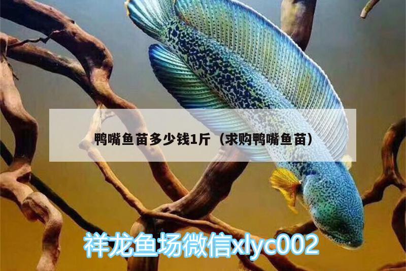 鴨嘴魚苗多少錢1斤（求購(gòu)鴨嘴魚苗）