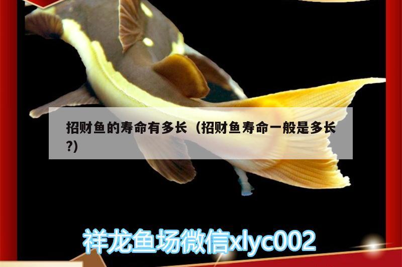 招財(cái)魚(yú)的壽命有多長(zhǎng)（招財(cái)魚(yú)壽命一般是多長(zhǎng)?）