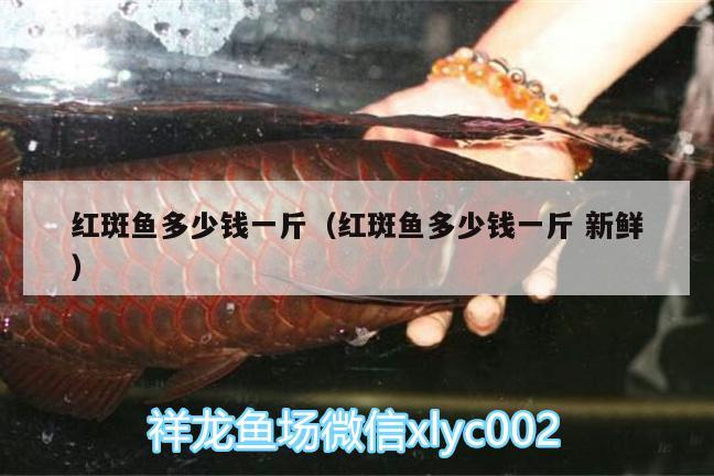 紅斑魚多少錢一斤（紅斑魚多少錢一斤新鮮） 申古銀版魚