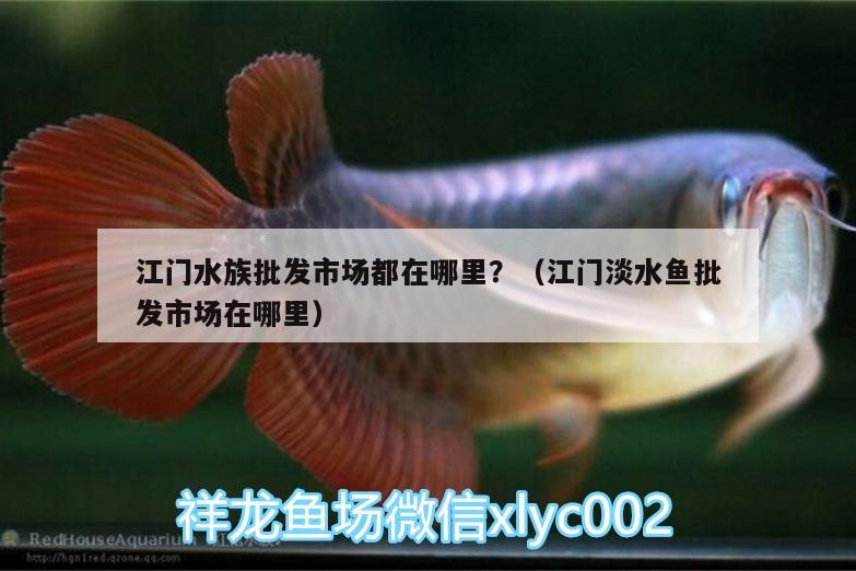 江門水族批發(fā)市場都在哪里？（江門淡水魚批發(fā)市場在哪里） 觀賞魚水族批發(fā)市場 第2張