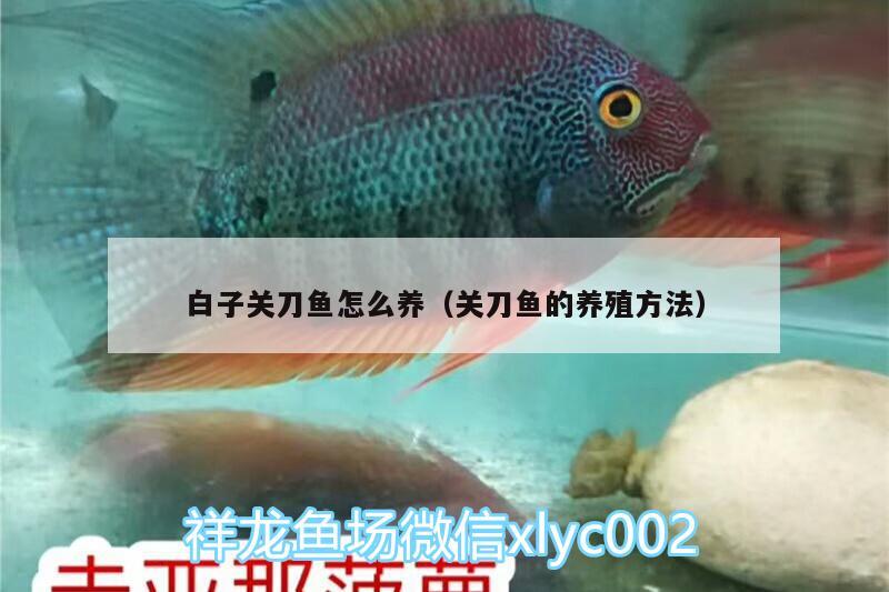 白子關(guān)刀魚怎么養(yǎng)（關(guān)刀魚的養(yǎng)殖方法）