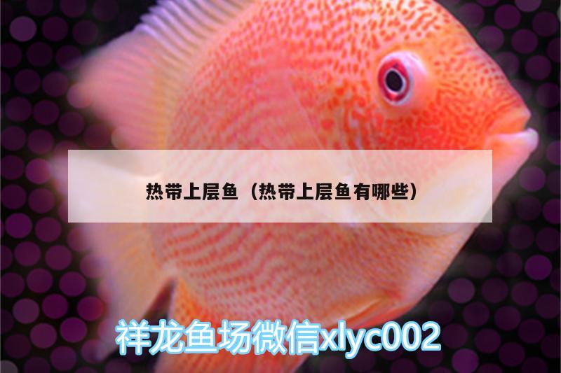 熱帶上層魚（熱帶上層魚有哪些） 金三間魚 第1張