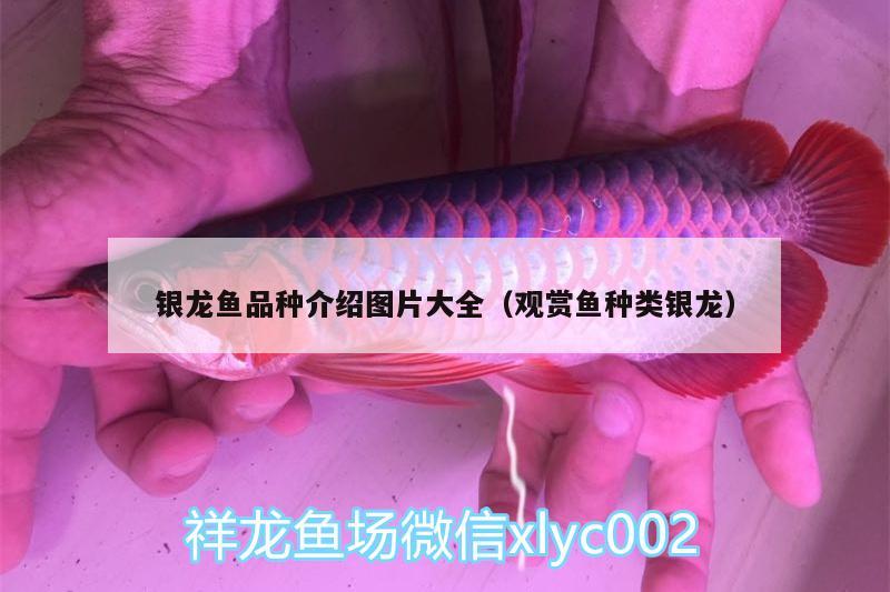 銀龍魚品種介紹圖片大全（觀賞魚種類銀龍） 銀龍魚 第1張