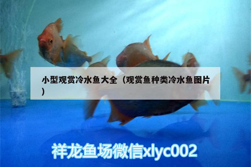 小型觀賞冷水魚大全（觀賞魚種類冷水魚圖片）