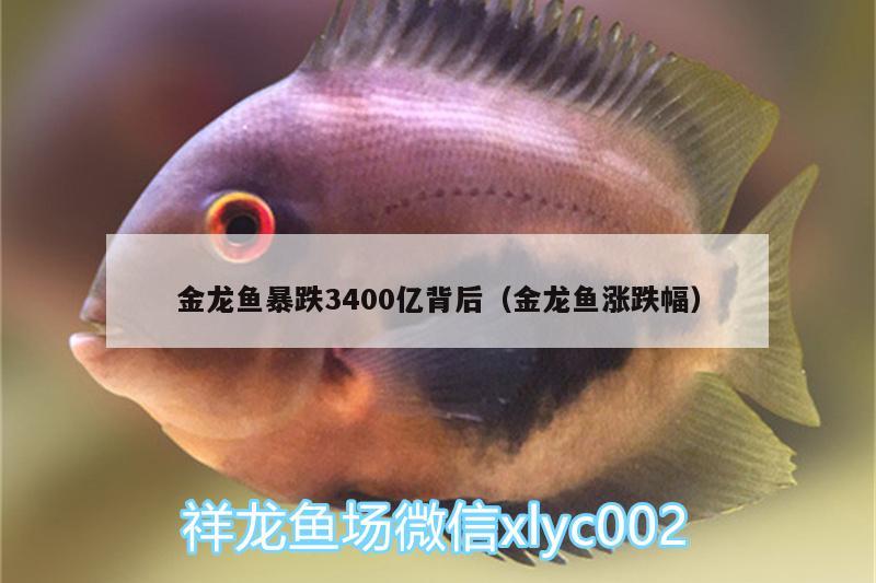 金龍魚暴跌3400億背后（金龍魚漲跌幅） 戰(zhàn)車紅龍魚 第1張