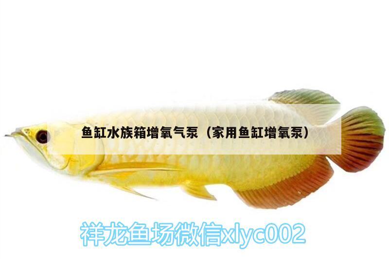 魚缸水族箱增氧氣泵（家用魚缸增氧泵） 魚缸/水族箱 第1張