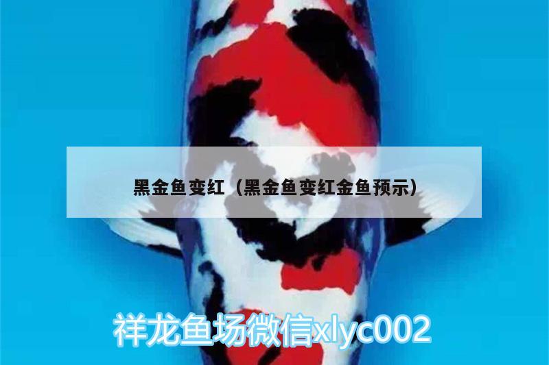 黑金魚(yú)變紅（黑金魚(yú)變紅金魚(yú)預(yù)示） 黑水素 第3張