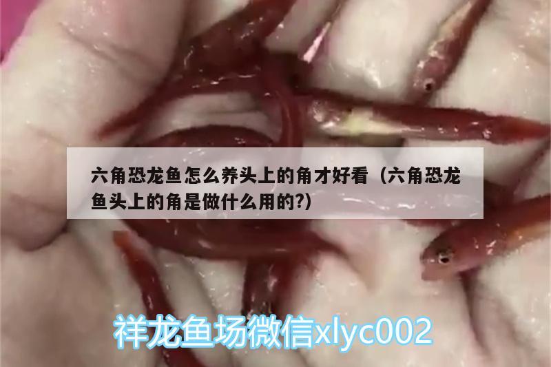 六角恐龍魚怎么養(yǎng)頭上的角才好看（六角恐龍魚頭上的角是做什么用的?）