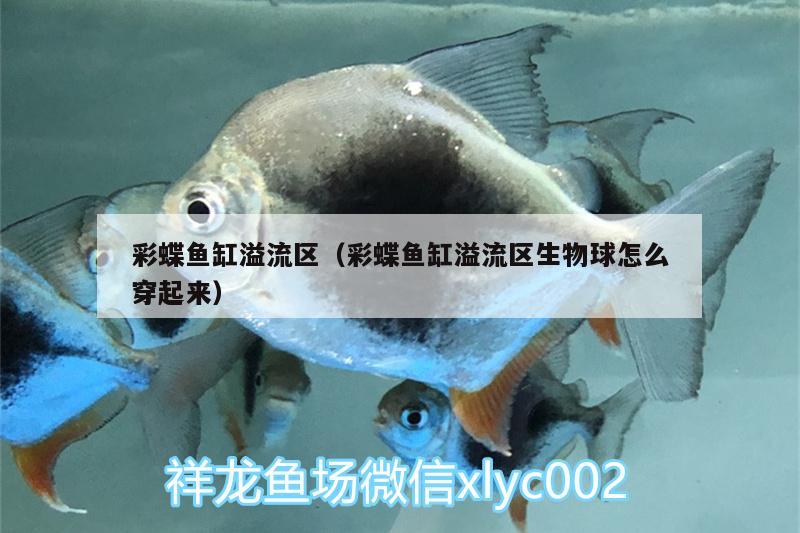 彩蝶魚缸溢流區(qū)（彩蝶魚缸溢流區(qū)生物球怎么穿起來） 紅老虎魚 第2張