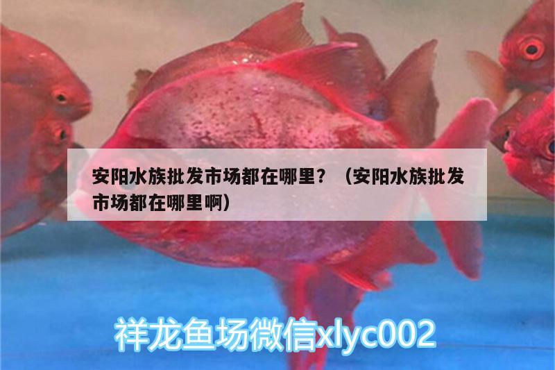 安陽水族批發(fā)市場都在哪里？（安陽水族批發(fā)市場都在哪里?。? title=