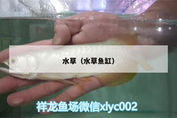 水草（水草魚缸） 水草 第3張