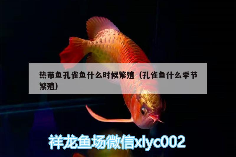 熱帶魚孔雀魚什么時(shí)候繁殖（孔雀魚什么季節(jié)繁殖） 女王大帆魚 第1張