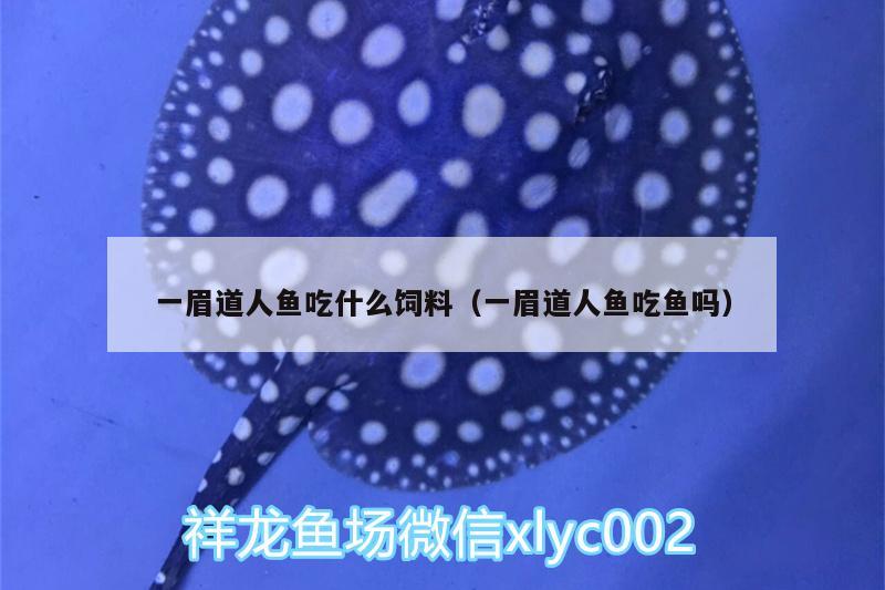 一眉道人魚吃什么飼料（一眉道人魚吃魚嗎） 一眉道人魚 第3張