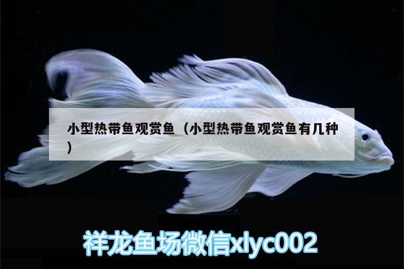 小型熱帶魚觀賞魚（小型熱帶魚觀賞魚有幾種）