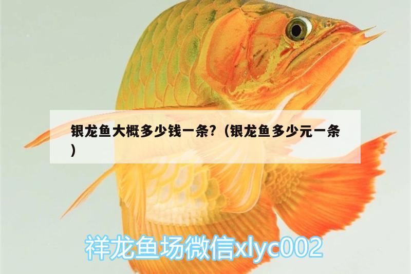 銀龍魚大概多少錢一條?（銀龍魚多少元一條） 銀龍魚 第4張