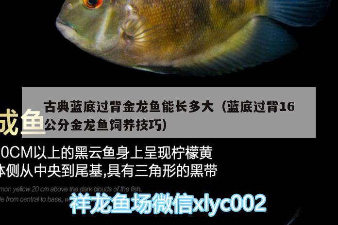 古典藍(lán)底過(guò)背金龍魚(yú)能長(zhǎng)多大（藍(lán)底過(guò)背16公分金龍魚(yú)飼養(yǎng)技巧） 金龍魚(yú)百科 第2張