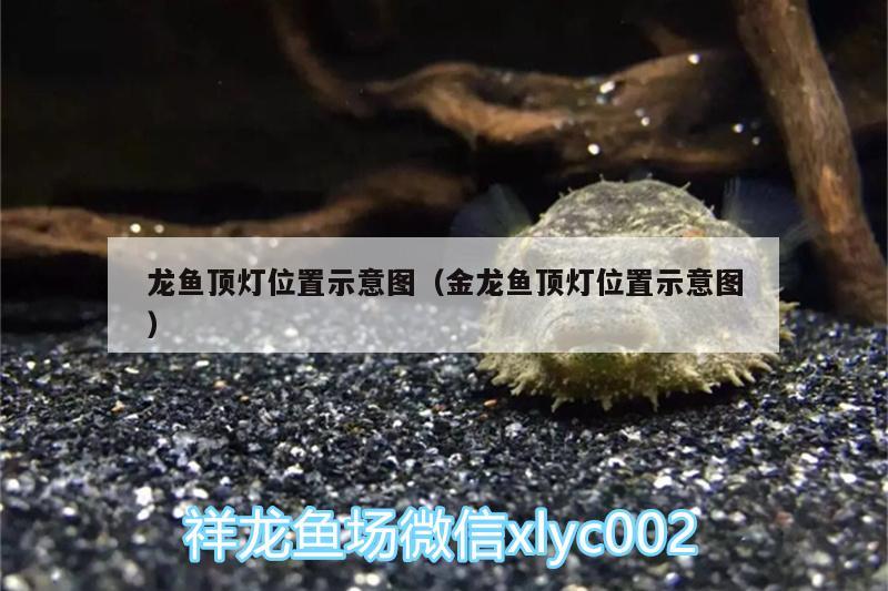 龍魚(yú)頂燈位置示意圖（金龍魚(yú)頂燈位置示意圖） 黑帝王魟魚(yú)