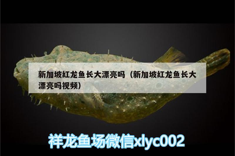 新加坡紅龍魚(yú)長(zhǎng)大漂亮嗎（新加坡紅龍魚(yú)長(zhǎng)大漂亮嗎視頻）