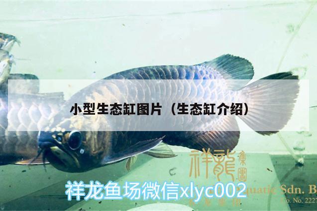 小型生態(tài)缸圖片（生態(tài)缸介紹） 魚缸清潔用具