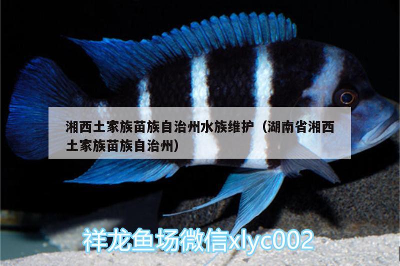 湘西土家族苗族自治州水族維護(hù)（湖南省湘西土家族苗族自治州） 白寫錦鯉魚 第1張