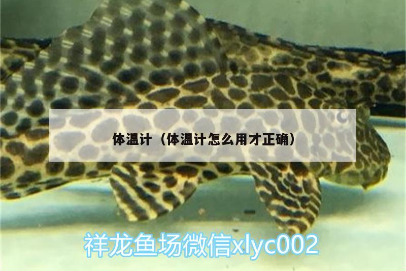 體溫計(jì)（體溫計(jì)怎么用才正確） 豹紋夫魚(yú)苗