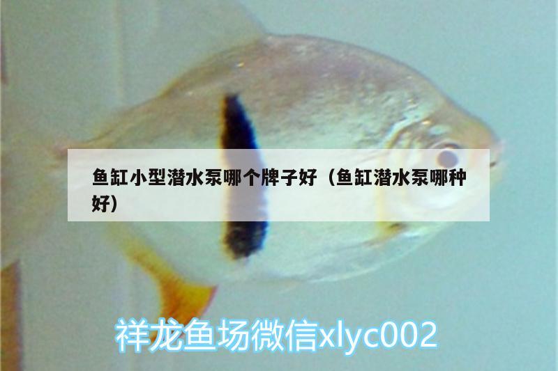 魚缸小型潛水泵哪個牌子好（魚缸潛水泵哪種好） 觀賞蝦蟹等飼料 第1張