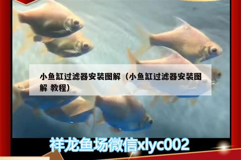 小魚缸過濾器安裝圖解（小魚缸過濾器安裝圖解教程）