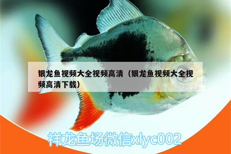 銀龍魚視頻大全視頻高清（銀龍魚視頻大全視頻高清下載） 銀龍魚百科 第3張